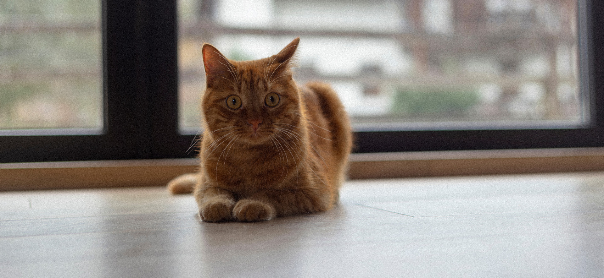 probióticos para gatos con diarrea